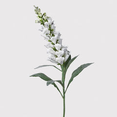 White Wild foxglove