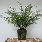 Large Maiden Hair Fern in Glass Pot