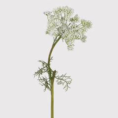 White Queen Ann's lace
